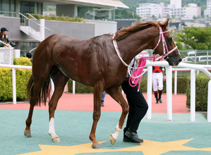 【１５日の注目・中京８Ｒ】２冠牝馬チェルヴィニアの弟・チェルヴァーラが出走　菊花賞を目指すために負けられない一戦