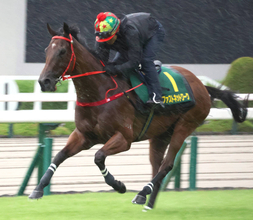 【セントウルＳ】香港馬ファストネットワークが阪神競馬場で追い切り　Ｃ・イプ調教師「２つのタイトルを取って香港へ帰りたいです」