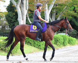 【菊花賞・土曜気配】武豊騎手とコンビのゴーイントゥスカイは金曜輸送　陣営「メンタルが安定した中で運動ができた」