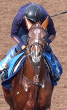 【有馬記念・２週前】ビザンチンドリームがシャープな動き　前走の凱旋門賞５着に健闘