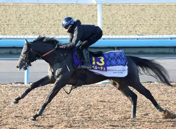 【朝日杯ＦＳ】血統馬スペルーチェは６枠９番　陣営「周りを見ながらポジションを取るにはいい枠」