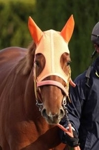 【注目馬動向】２歳女王スターアニスが桜花賞での復帰へ今週中に栗東帰厩　高野調教師「つくべきところに（筋肉が）ついてきた」