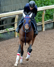 【しらさぎＳ・松ケ下の特注馬】前走で段違いの末脚を見せたスイープアワーズ　初重賞挑戦でも血統的にも楽しみ