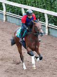 「【１８日の注目・小倉９Ｒ】西郷隆盛ＶＳ大久保利通に地方からも“大物”参戦！　維新の三傑にちなんだ九州産馬が令和に激突」の画像1