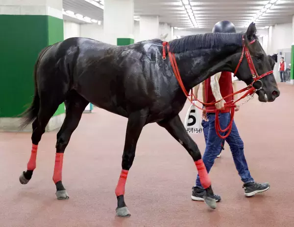 「満貫だな」「一発上がりうまい」馬名通りの結果にＳＮＳ爆笑　新潟でリーチツモドライチがデビューⅤ