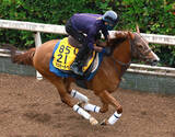 「【ＣＢＣ賞・水納の特注馬】北九州記念５着のアブキールベイは軽視禁物　スムーズならチャンス十分」の画像1