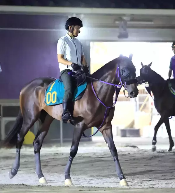【今週のトク注新馬】鹿戸厩舎が送り出すエフフォーリア産駒チェスティーノ「いいものは持っています」才能を見込む