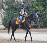 「土曜中山競馬場の注目激走馬…中山１１Ｒ京成杯オータムハンデキャップ・Ｇ３」の画像1