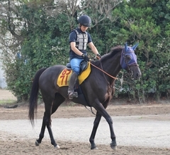 土曜中山競馬場の注目激走馬…中山１１Ｒ京成杯オータムハンデキャップ・Ｇ３