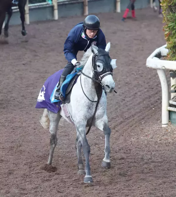 【京都金杯】明け８歳のヤマニンサンパはまだまだ衰えなし　斉藤崇調教師「あとは前半のポジションだけ」