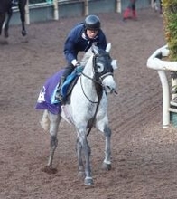 【京都金杯】明け８歳のヤマニンサンパはまだまだ衰えなし　斉藤崇調教師「あとは前半のポジションだけ」