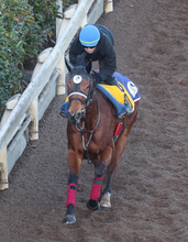 【注目馬動向】阪神Ｃ１１着のジューンブレアは高松宮記念に直行