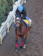 【注目馬動向】阪神Ｃ１１着のジューンブレアは高松宮記念に直行