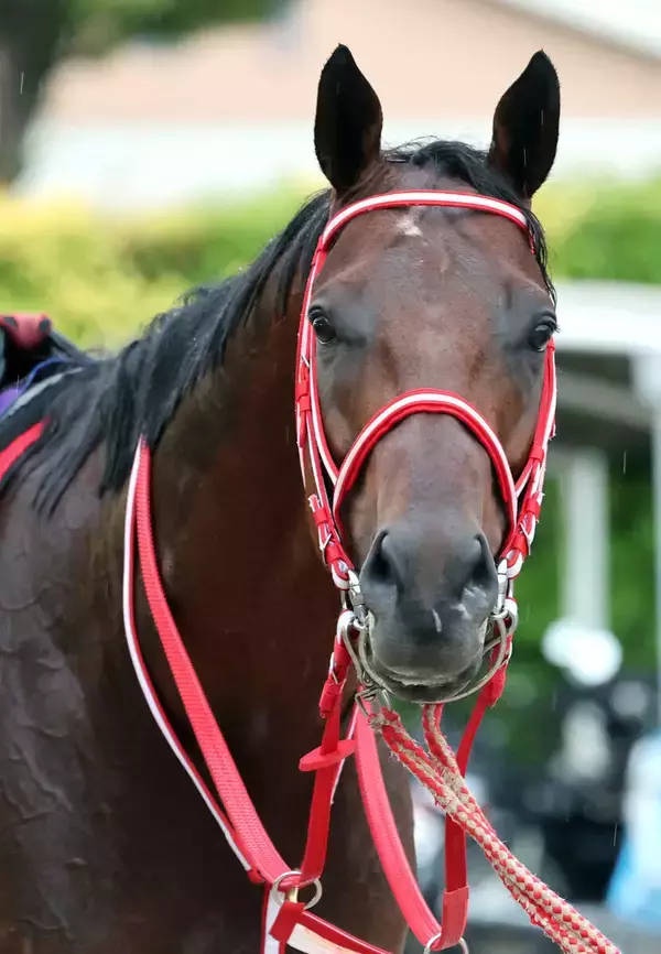 ２月１日に東京競馬場でフォーエバーヤング「ＢＣクラシック優勝記念イベント」　根岸Ｓも副題付きの記念競走に