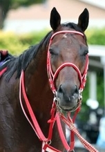 ２月１日に東京競馬場でフォーエバーヤング「ＢＣクラシック優勝記念イベント」　根岸Ｓも副題付きの記念競走に