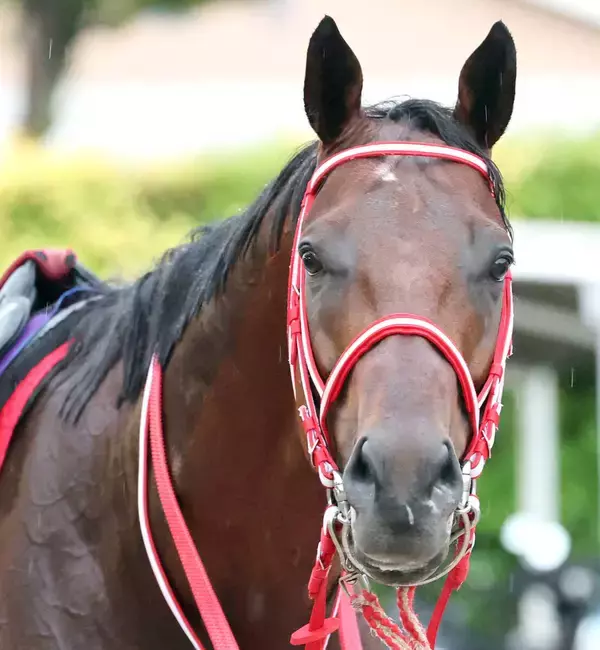 【サウジＣ】連覇を目指すフォーエバーヤングは６番ゲート　最大のライバル米国のナイソスは１２番ゲート