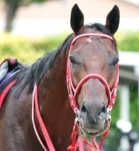 【サウジＣ】連覇を目指すフォーエバーヤングは６番ゲート　最大のライバル米国のナイソスは１２番ゲート