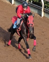 【兵庫ＧＴ】一昨年の覇者サンライズホークは７枠９番　３歳馬マテンロウコマンドは大外枠に決まる