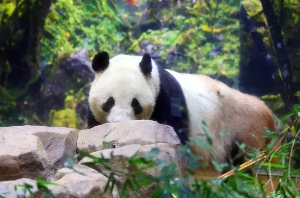シャオシャオは怖がり、レイレイは物おじしない…双子パンダ性格は真反対　上野動物園２５日に最終観覧日