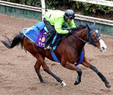 「【注目馬動向】ママコチャはドバイからの招待届かずに高松宮記念へ　ムルソーは平安ＳかアンタレスＳを視野」の画像1