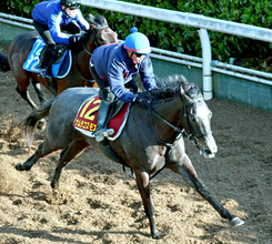 【桜花賞】上昇気配のナムラコスモスが高配当の使者に　田口貫太騎手「前走と同じか少し上回っている印象」