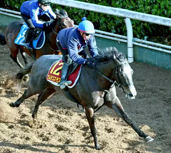 【桜花賞】上昇気配のナムラコスモスが高配当の使者に　田口貫太騎手「前走と同じか少し上回っている印象」