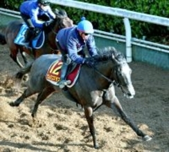 【桜花賞】上昇気配のナムラコスモスが高配当の使者に　田口貫太騎手「前走と同じか少し上回っている印象」