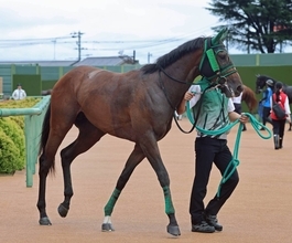 【注目馬動向】中山芝マイルで勝ち上がったサンライズノヴァ産駒アイファーマーリンはサウジアラビアロイヤルＣへ