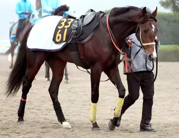 【ＰＯＧ】セレクトセール２・１億円で落札の良血馬セツナサ　ネーミングも素材の良さも要注目