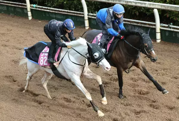 【報知杯ＦＲ】マルガは新コンビの川田将雅騎手の騎乗でリズム重視の調整　陣営「感触をつかんでほしかった」