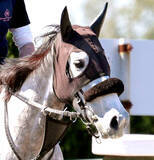 「【福島牝馬Ｓ】コガネノソラが重賞２勝目を目指して始動　父は皐月賞馬のゴールドシップ　菊沢調教師は状態に自信」の画像1