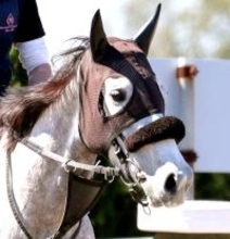 【福島牝馬Ｓ】コガネノソラが重賞２勝目を目指して始動　父は皐月賞馬のゴールドシップ　菊沢調教師は状態に自信