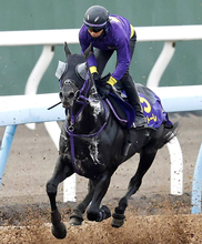 【安田記念】トロヴァトーレは重賞連勝で勢い十分　鹿戸調教師「前走は思っていたよりも強い競馬」