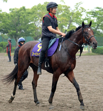 【注目馬動向】日本ダービー４着の青葉賞馬ゴーイントゥスカイは引き続き武豊騎手とのコンビで新潟記念へ