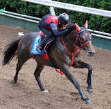 「【セントウルＳ】フリッカージャブが３連勝でサマースプリントシリーズ逆転優勝へ　西園調教師「引き続きチャンスだと思う」」の画像1