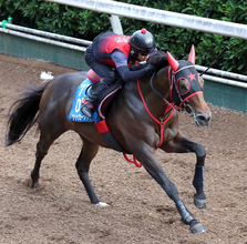 【セントウルＳ】フリッカージャブが３連勝でサマースプリントシリーズ逆転優勝へ　西園調教師「引き続きチャンスだと思う」