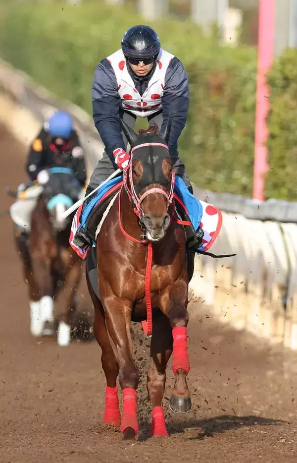 【カペラＳ】重賞４連勝で勢いつけて中東へ　ヤマニンチェルキが入魂追い　中村調教師「体を動かすということで…」