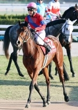 ライラックが競走馬登録を抹消　２２年フェアリーＳを優勝