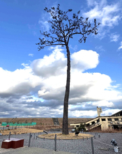 「奇跡の一本松」世代超えて震災語り継ぐ…１２年に枯死も後継樹すくすく　“初孫”誕生へ