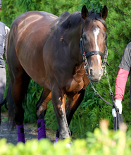 【注目馬動向】スティンガーグラスがメルボルンＣに参戦　豪州の国民的レースでＧ１初制覇狙う　デルタブルース以来の勝利へ