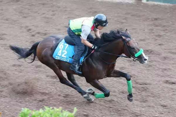 【毎日王冠・理貴の特注馬】４年連続出走のリピーター・エルトンバローズが３年ぶりＶへ　別定戦で魅力十分