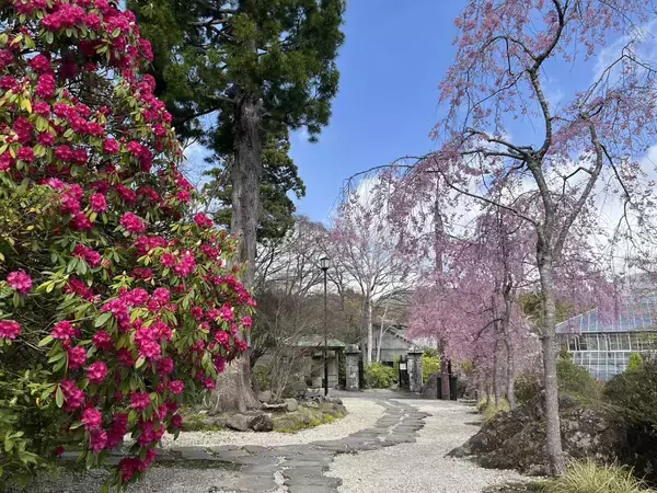 箱根強羅公園で９種類のサクラが見頃　シャクナゲやツツジも開花