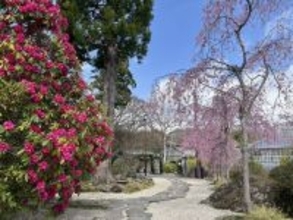 箱根強羅公園で９種類のサクラが見頃　シャクナゲやツツジも開花
