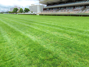 函館競馬場「洋芝」の謎を三戸達也記者が歩いて探った！　昨年のレコード連発は自然現象に大きな原因があった