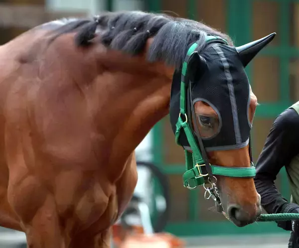 香港国際競走に出走する関西馬が現地到着　ベラジオオペラは初の海外遠征　上村調教師「到着後の状態も問題ありません」