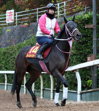 日曜阪神競馬場の注目激走馬…阪神１１Ｒ阪神ジュベナイルフィリーズ・Ｇ１