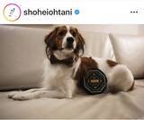 「デコピンきたー！大谷翔平、ちょうネクタイでキメた愛犬公開に大反響「正装して凛々しい」「おめかし可愛い」」の画像1