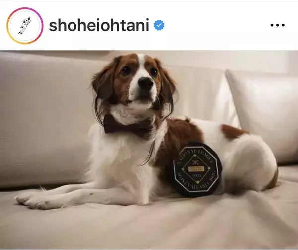 デコピンきたー！大谷翔平、ちょうネクタイでキメた愛犬公開に大反響「正装して凛々しい」「おめかし可愛い」