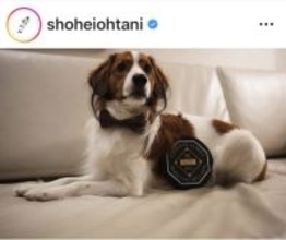 デコピンきたー！大谷翔平、ちょうネクタイでキメた愛犬公開に大反響「正装して凛々しい」「おめかし可愛い」