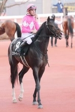 【ＵＡＥダービー】ワンダーディーンが招待を受諾　日本馬５連覇を目指す